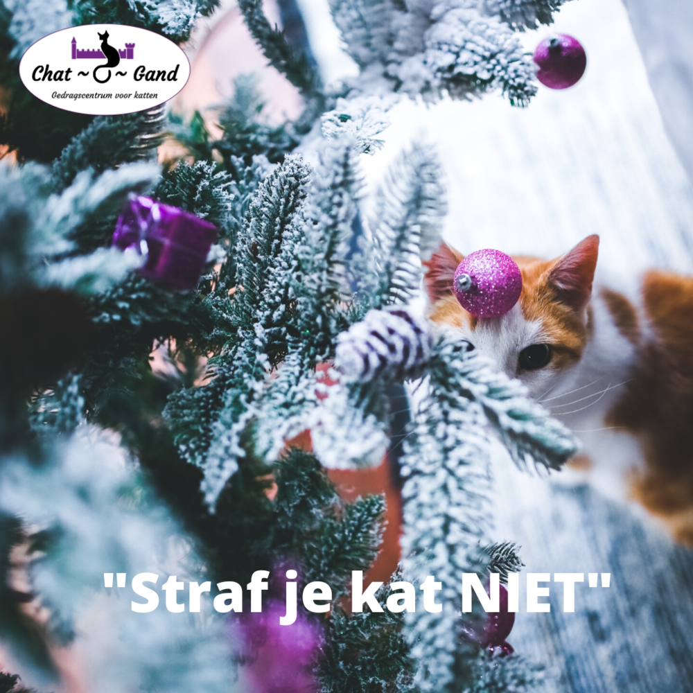 7 Tips Om Je Kat Uit De Kerstboom Te Houden Gedragstherapie Chat O Gand